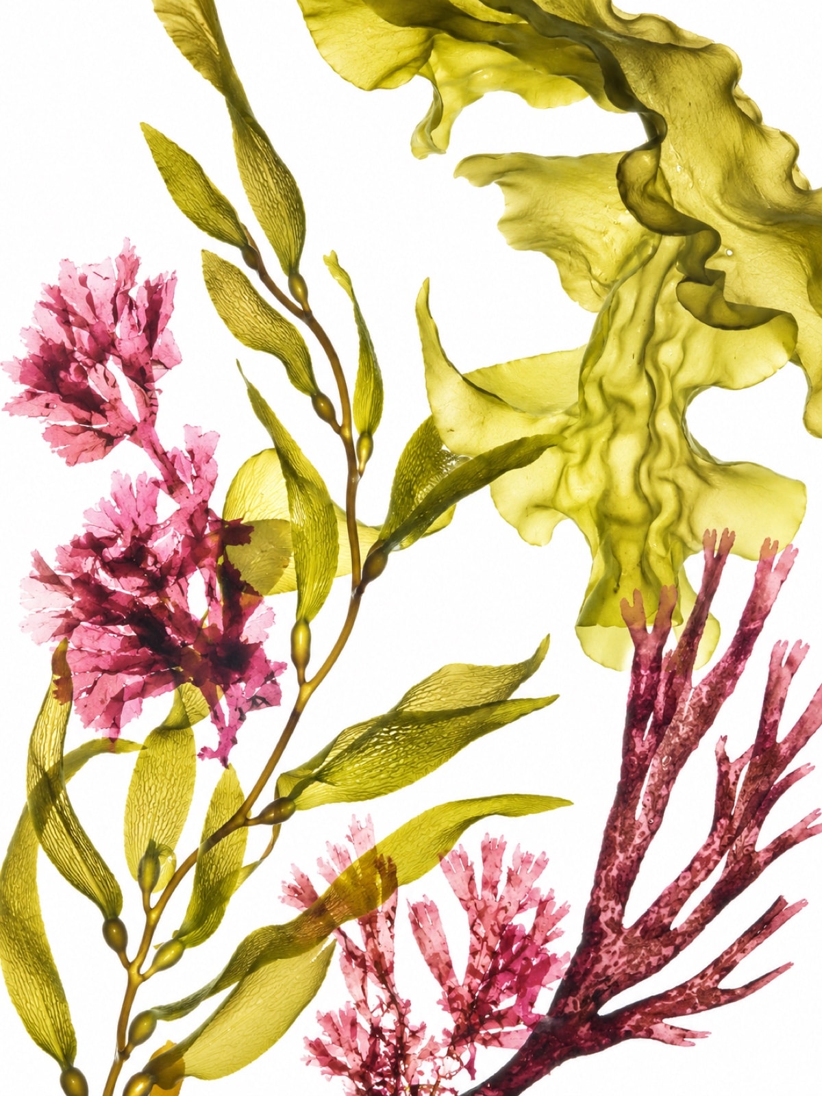 Giant kelp, red algae, and sugar kelp suspended against a bright background